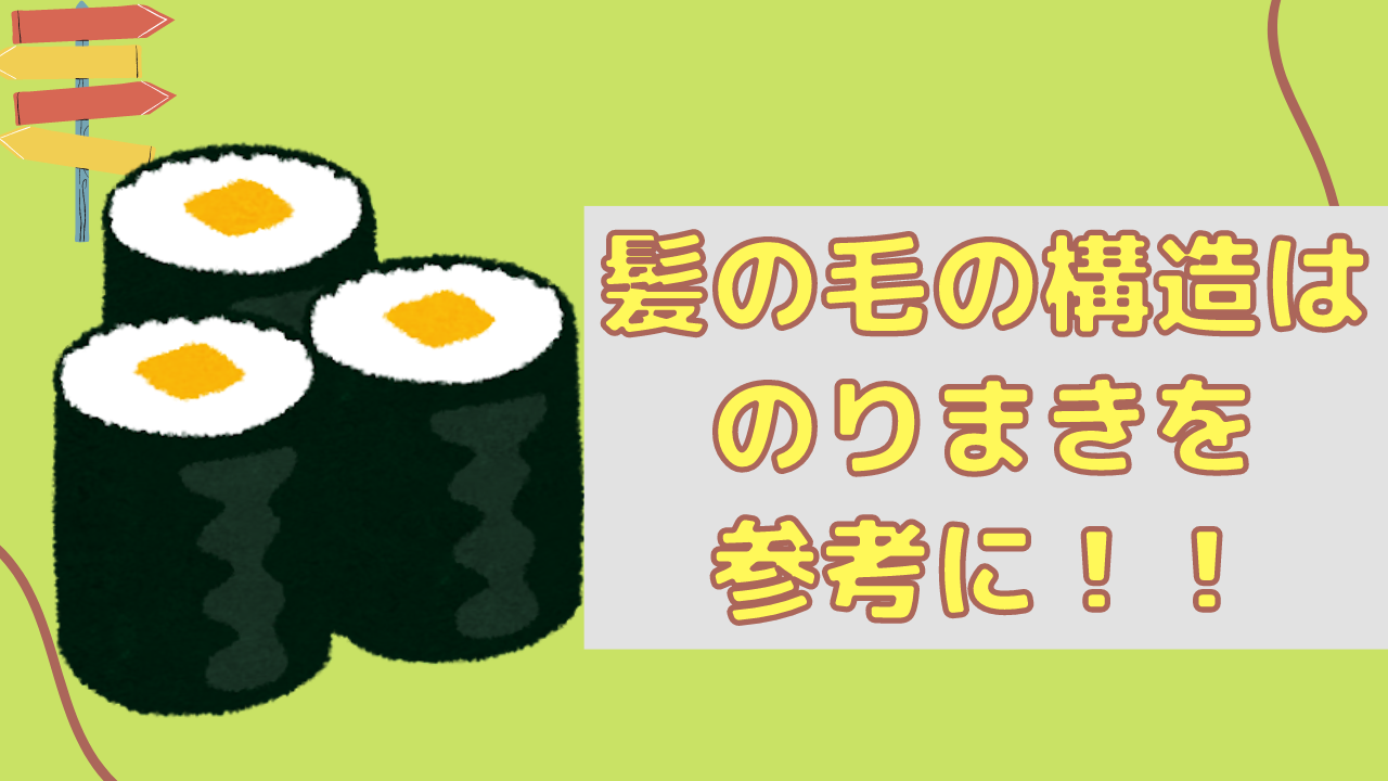 まず初めに髪の毛の構造を説明！！