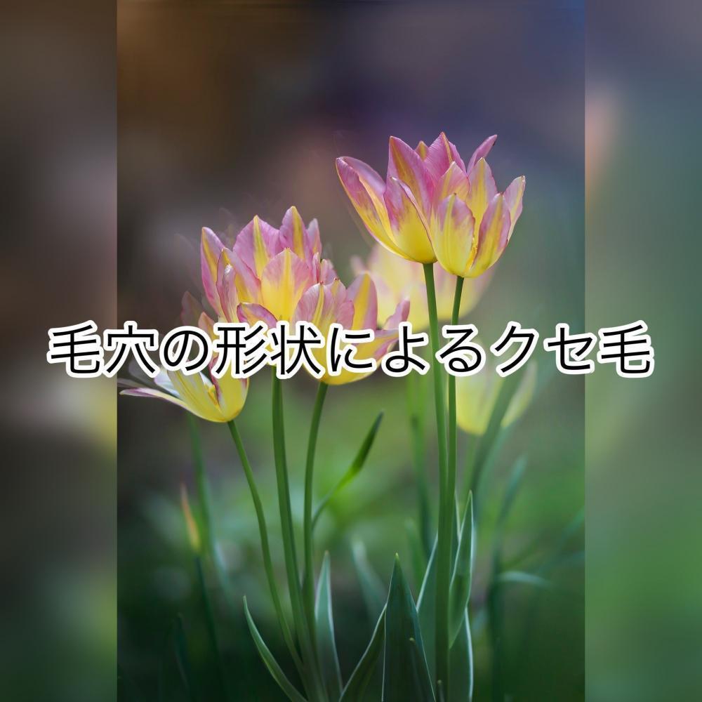 毛穴の形状によるクセ毛