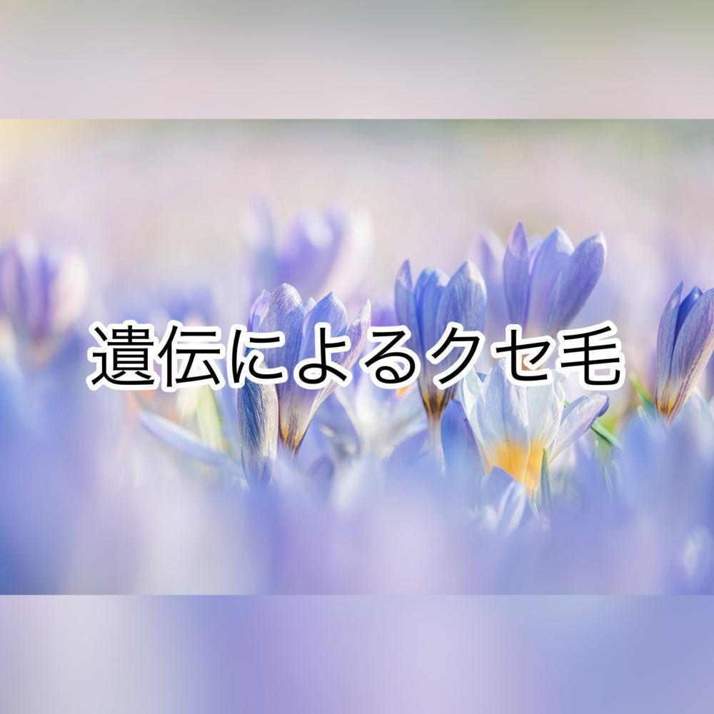 遺伝によるクセ毛