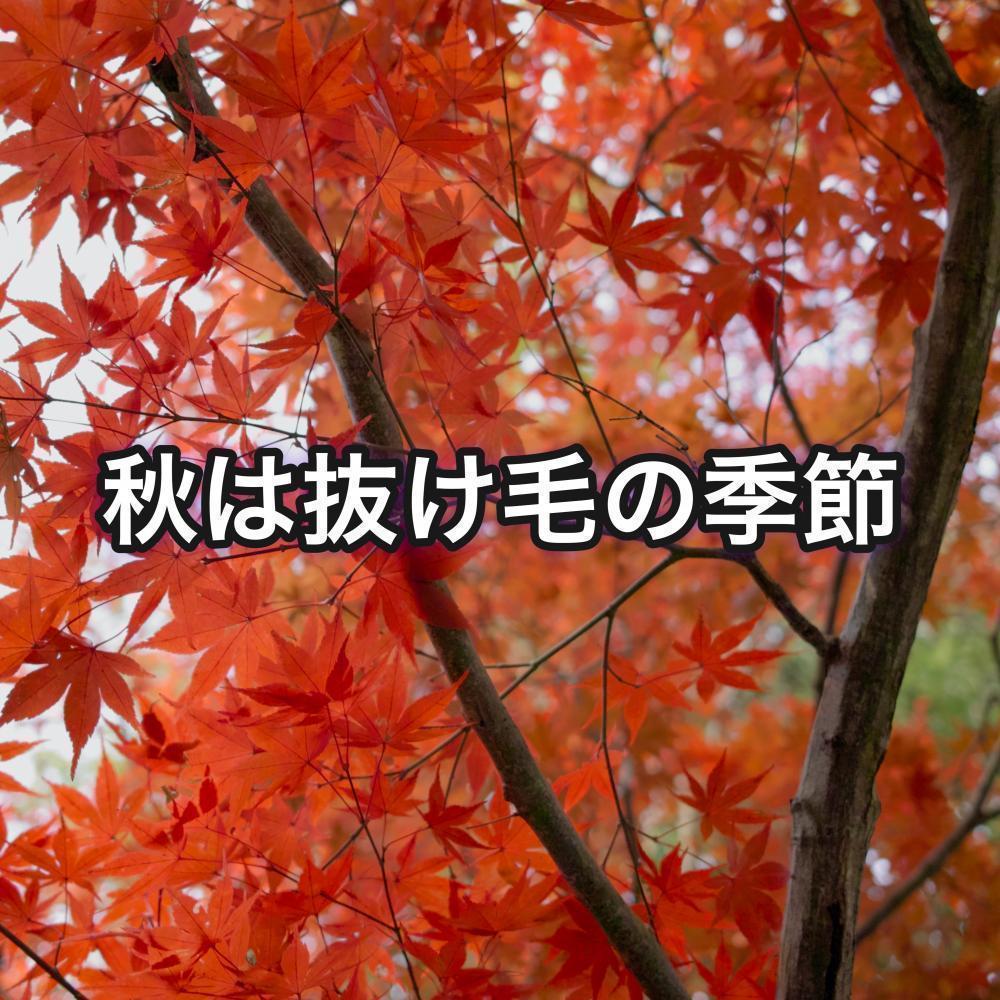 秋は抜け毛の季節