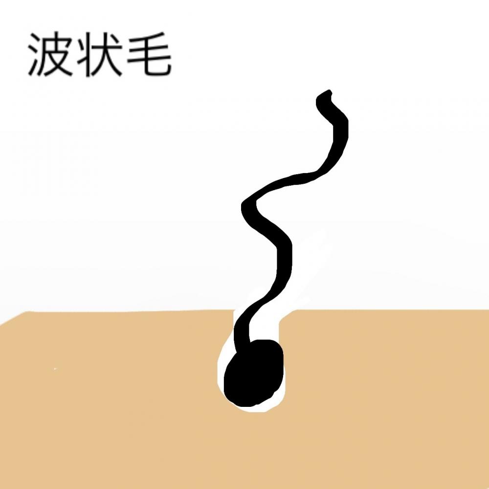 ①波状毛・はじょうもう