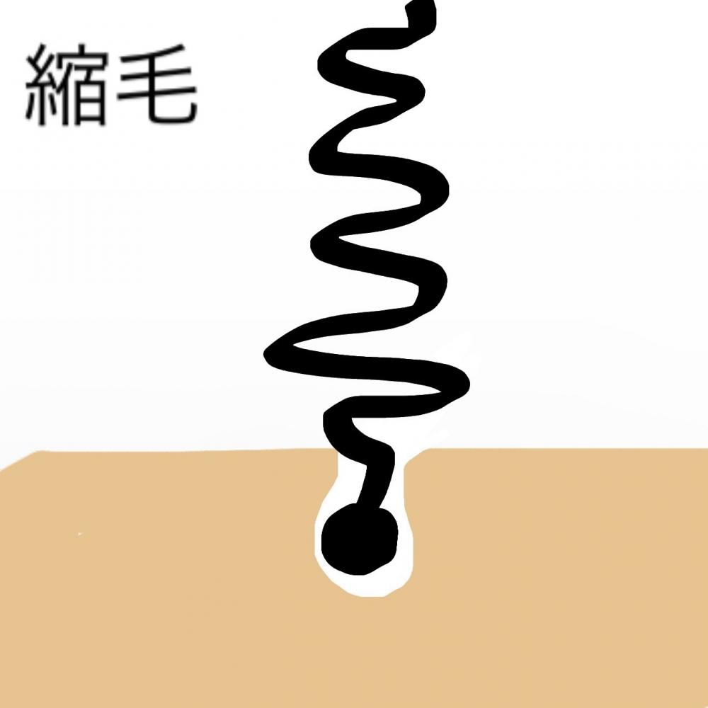 ④縮毛・しゅくもう
