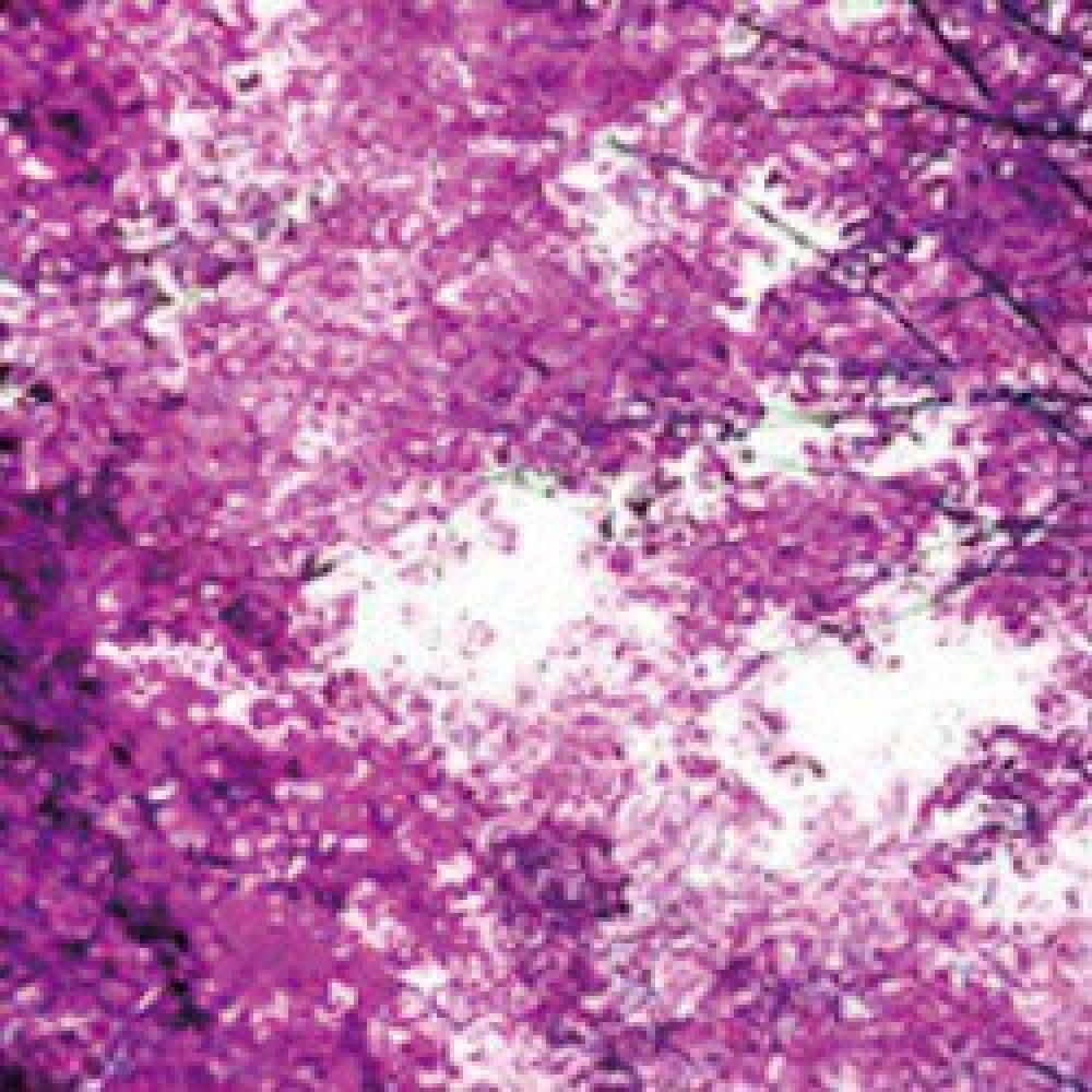 ILLUMINA BLOSSOM