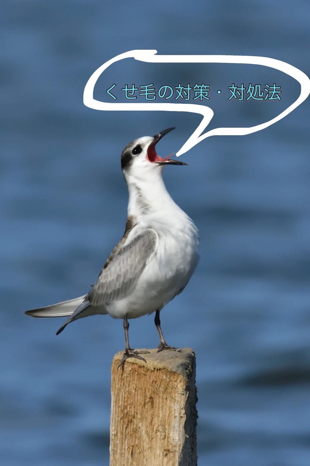 くせ毛の対策・対処法