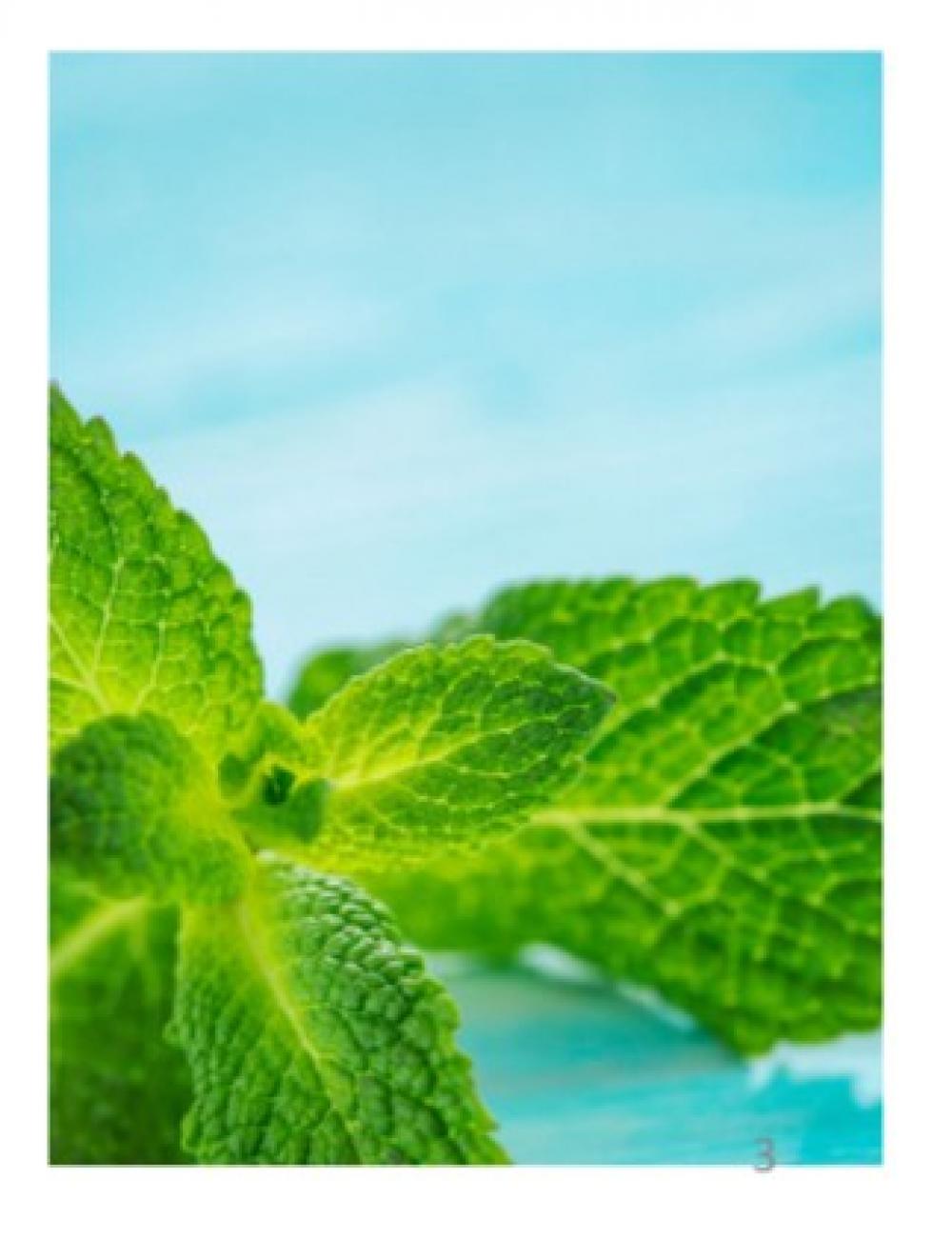 éclat mint  『一新したetraで髪と頭皮の 夏ケアをより快適に』