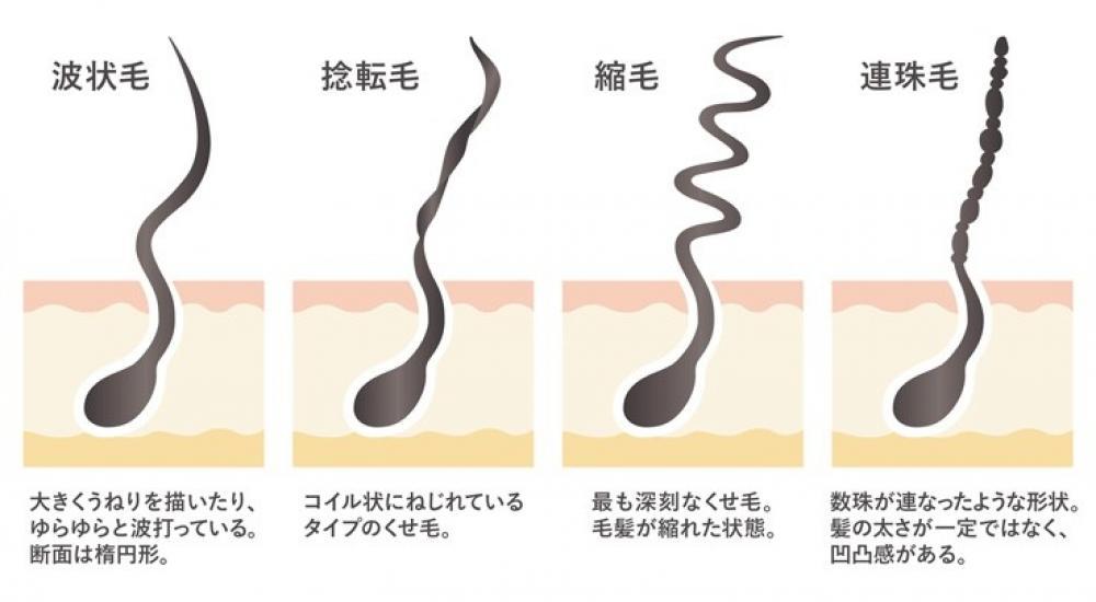 髪の分類と 縮毛矯正のプロセス