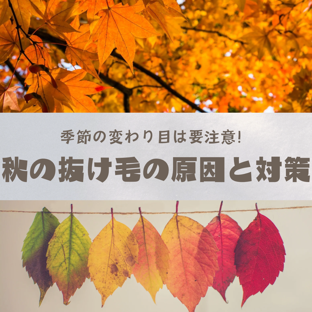 季節の変わり目は要注意！秋に抜け毛が増える理由とその対策！