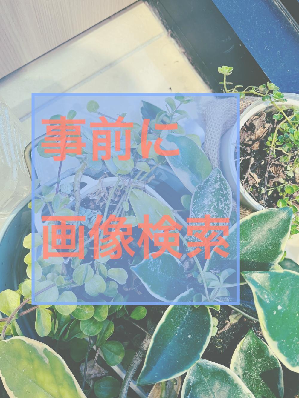 事前に画像検索