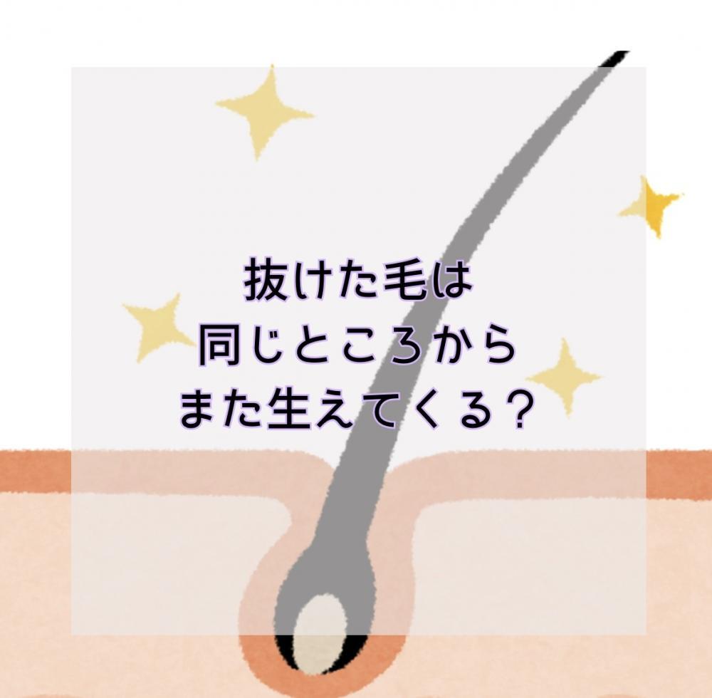 抜けた毛はまた同じところから生えてくる？