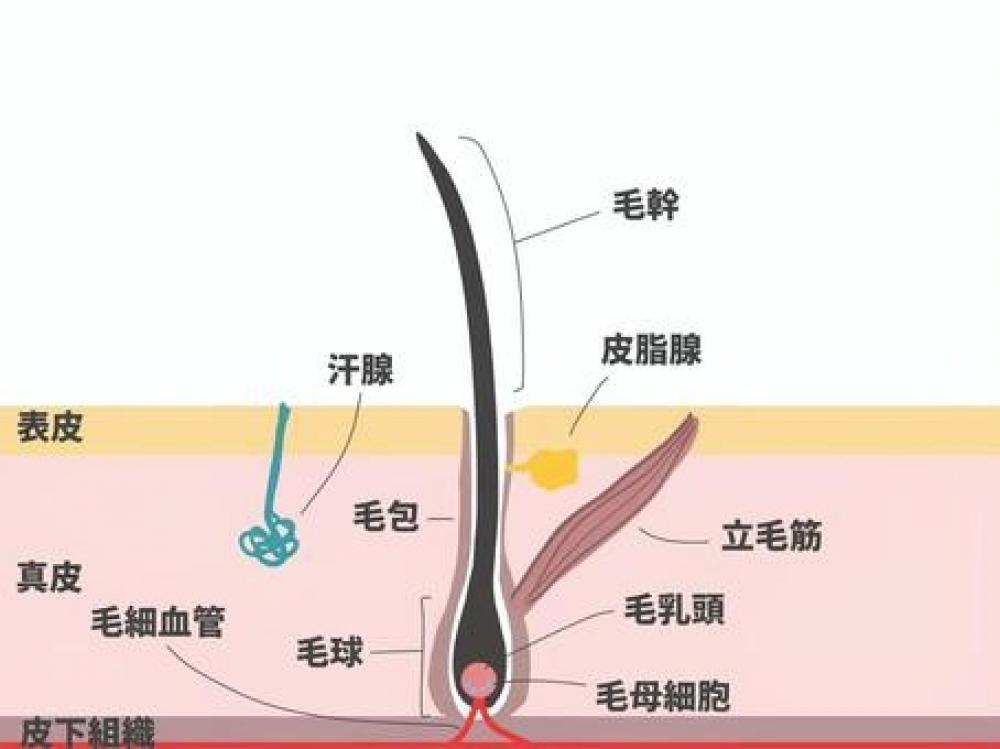 そもそもそれぞれの毛の構造は違うの？