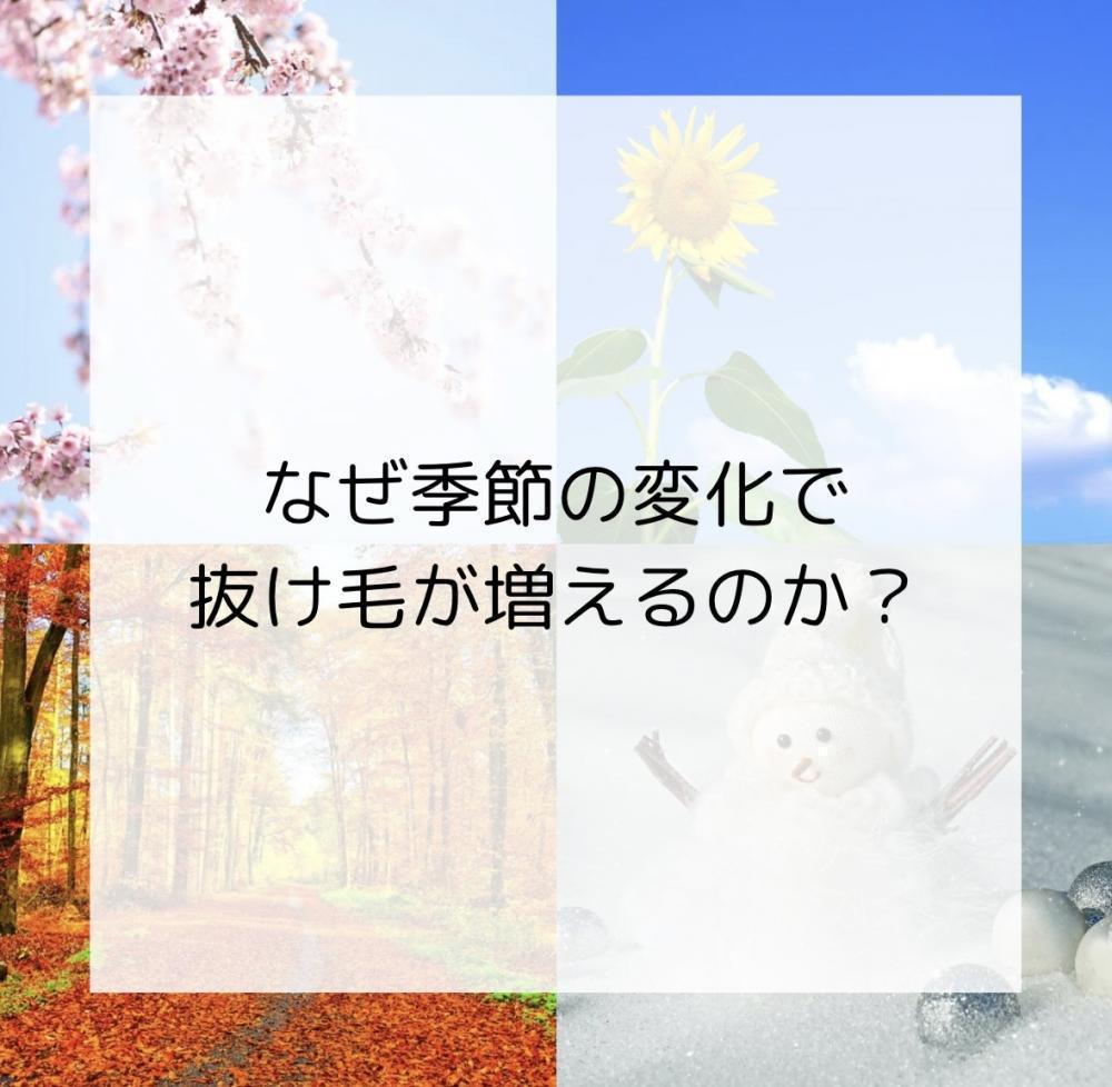 なぜ季節の変化で抜け毛が増えるのか？