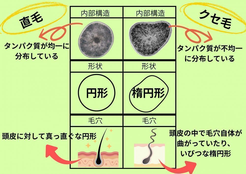髪の毛の構造とクセの正体