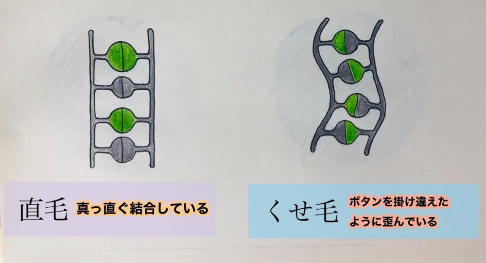 【髪内部の結合のゆがみ】