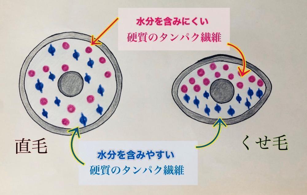 【タンパク質分布が不均一】