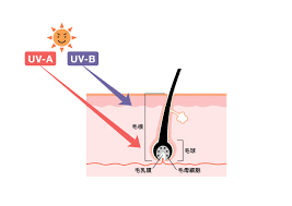 紫外線ダメージの蓄積
