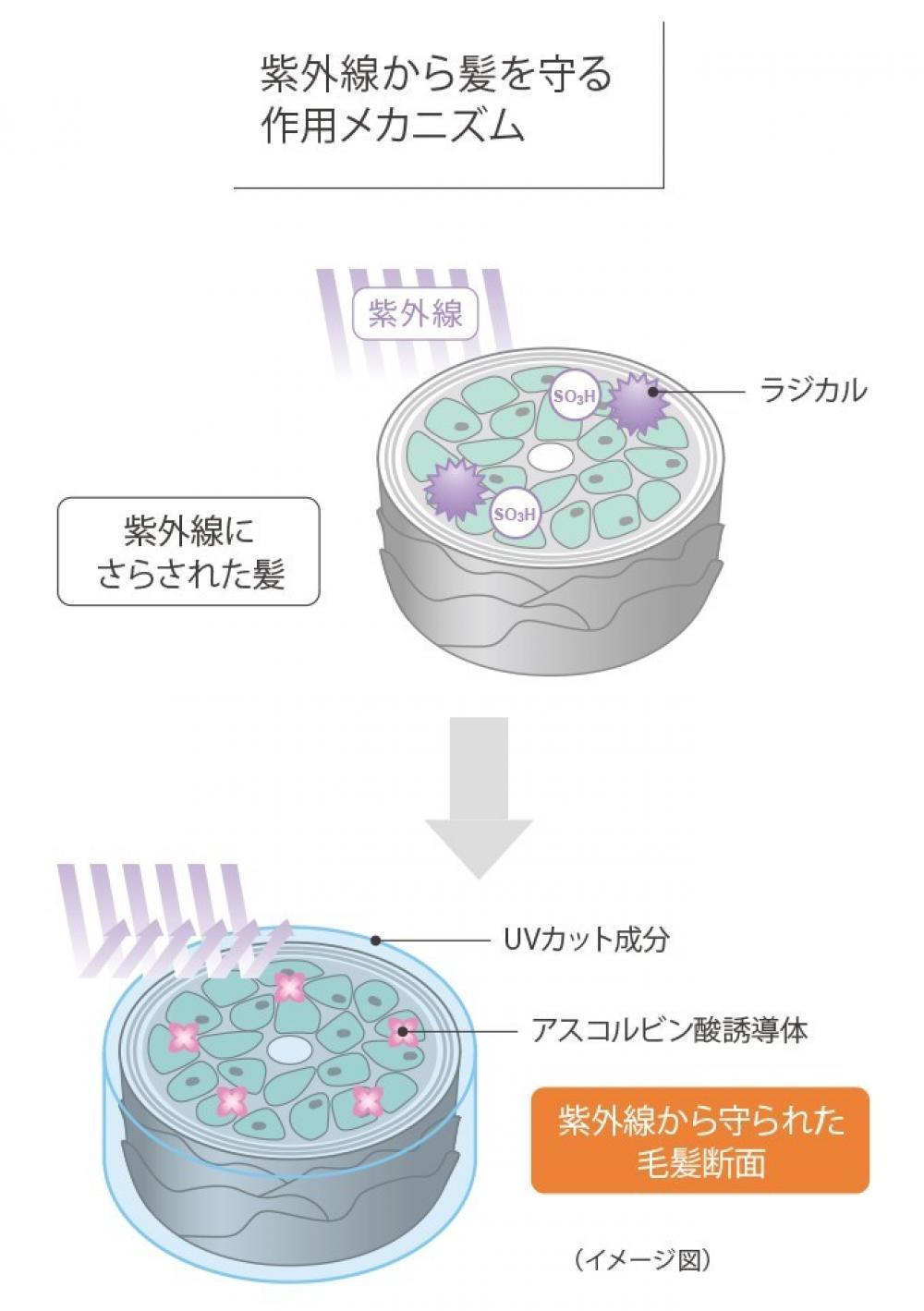 ＊デイライトについて＊